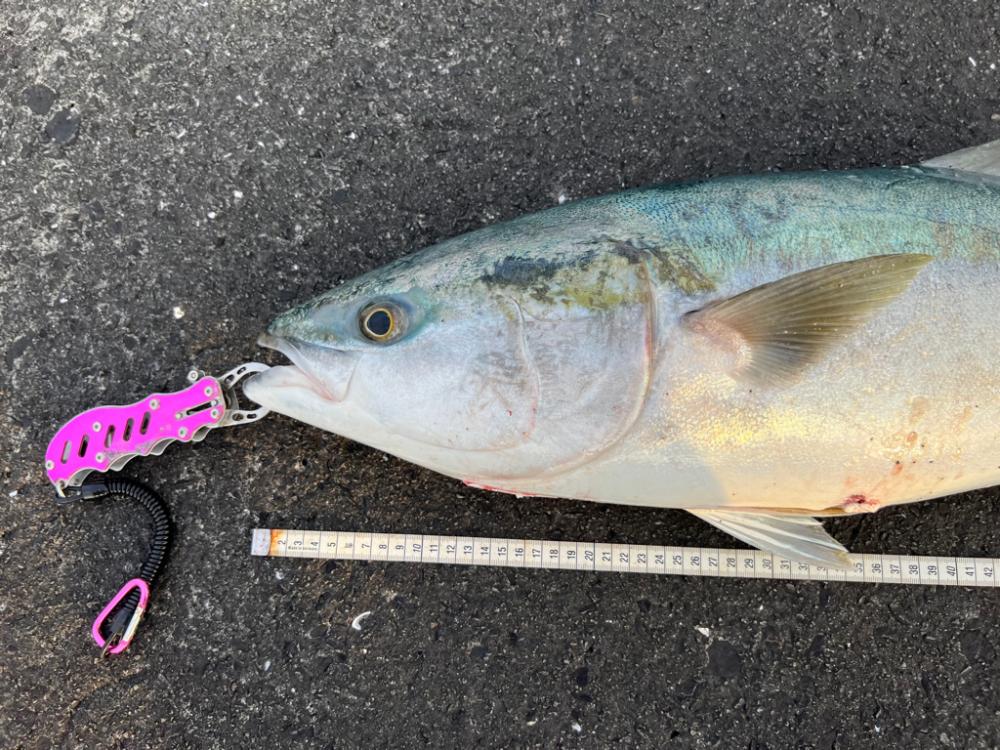 タモオレルド・デカブリお〜!(笑)