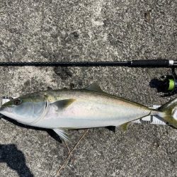 遂に掴んだショアブリ!