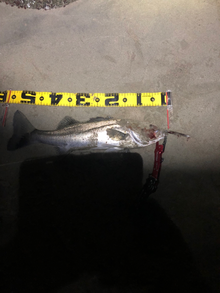 親父たちの釣行