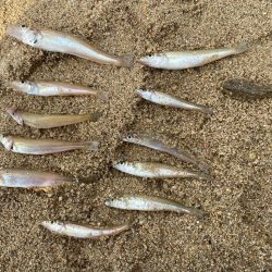 大浜公園でキス釣行