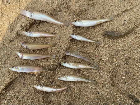 大浜公園でキス釣行