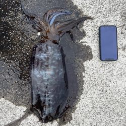 ファミリーフィッシング