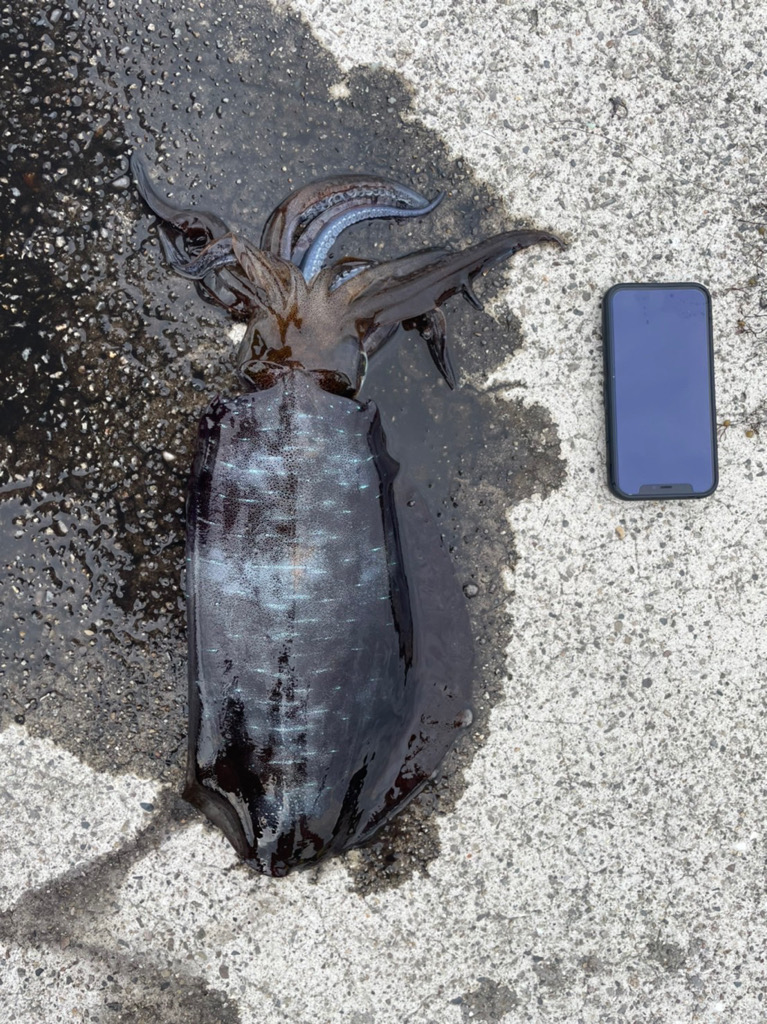 ファミリーフィッシング