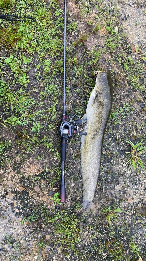 バス釣りでナマズ釣れた