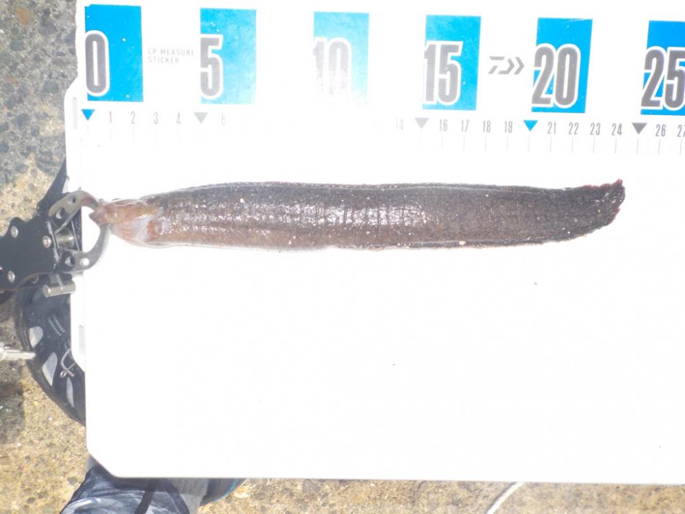 かかり釣り第二戦 白杉にて