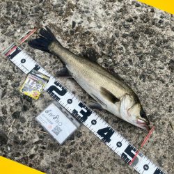 ウキが消し込み下へと引き込む