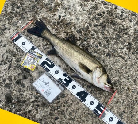 ウキが消し込み下へと引き込む