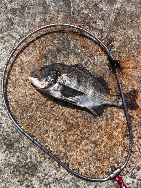 ショアジギからのヘチ