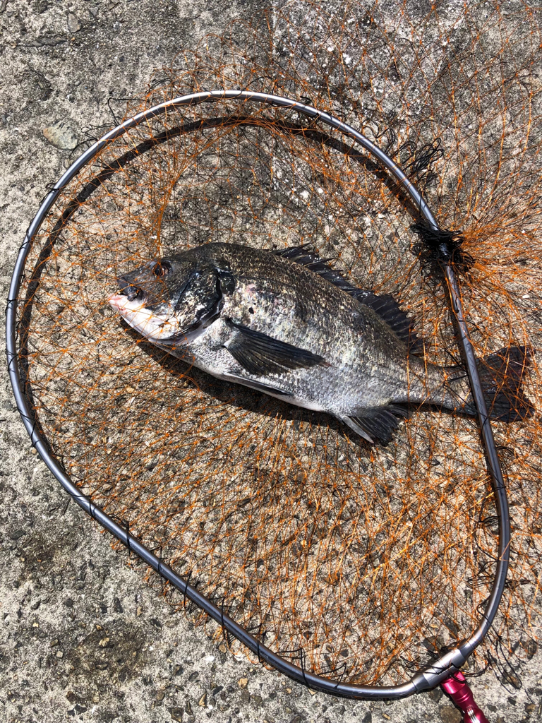 ショアジギからのヘチ