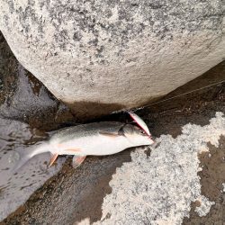 渓流ルアーフィッシング