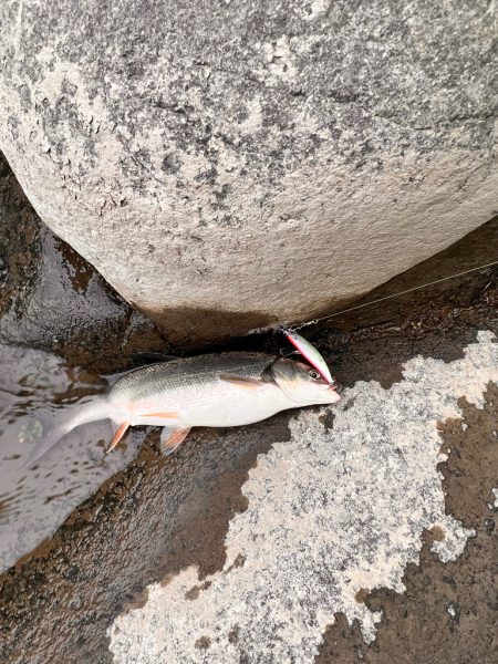 渓流ルアーフィッシング