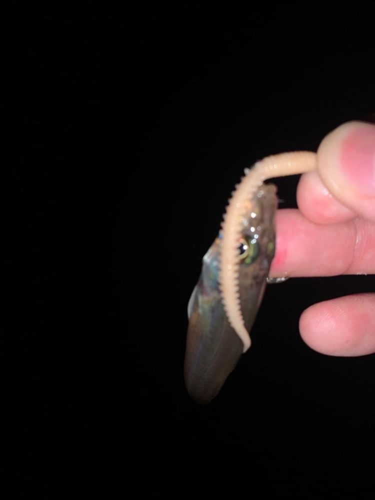 久々のアジングでまさかのキスも