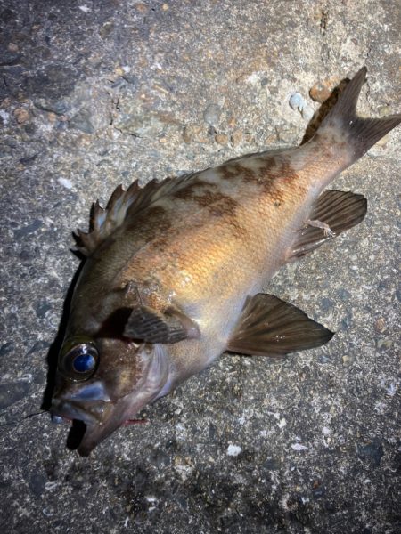 とにかく、釣りを楽しむ！