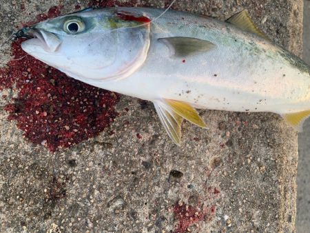 ブルーハンター