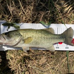 アーリーサマーの１匹