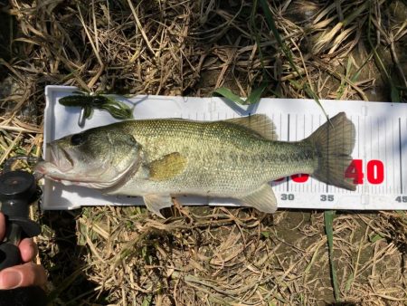 アーリーサマーの１匹