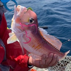 マイボートでアマダイ釣行。