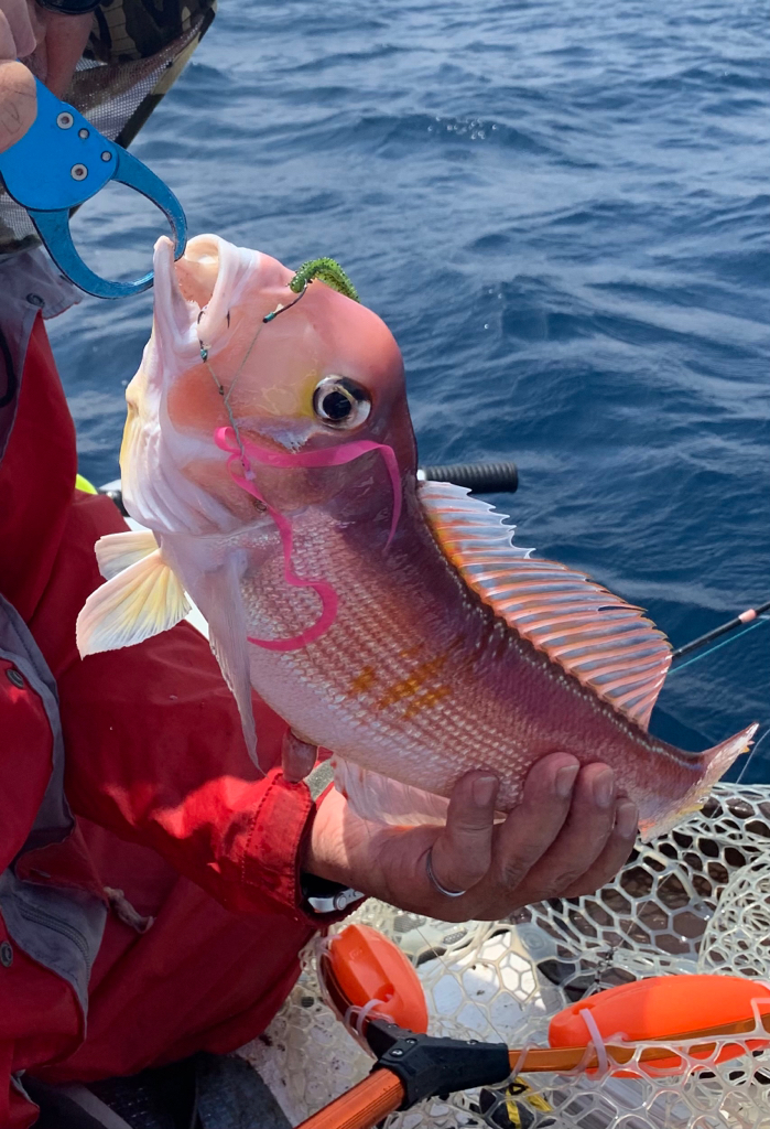 マイボートでアマダイ釣行。