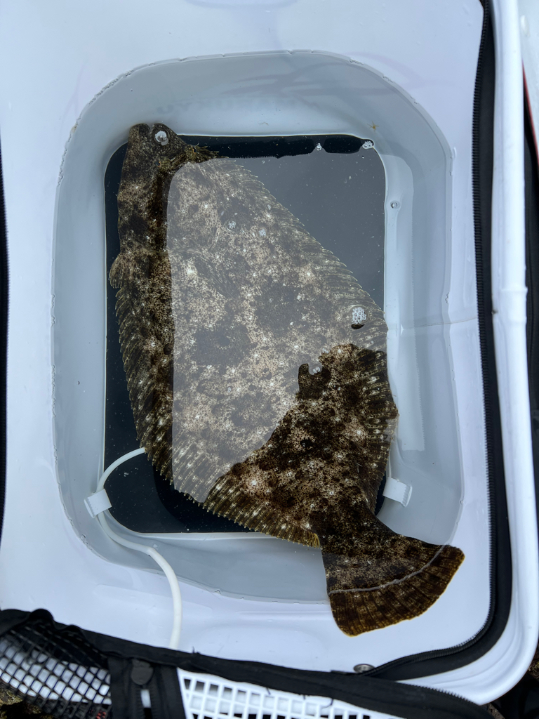 戸賀根太島沖のハナレ