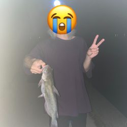 霞ヶ浦のナマズ