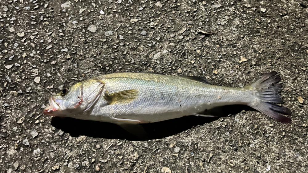 久々のシーバス