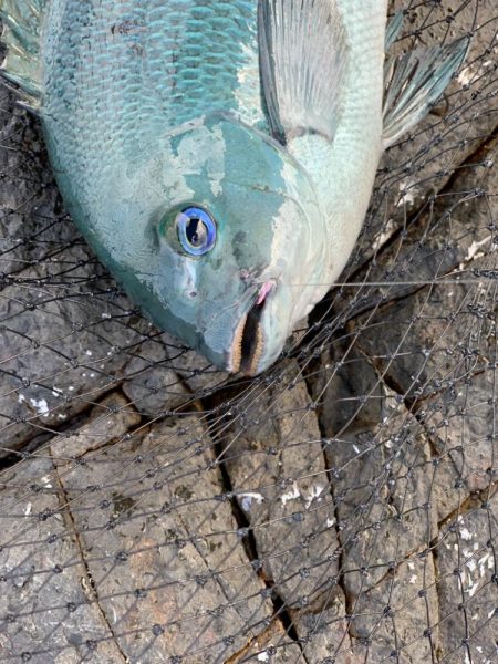 リベンジならず