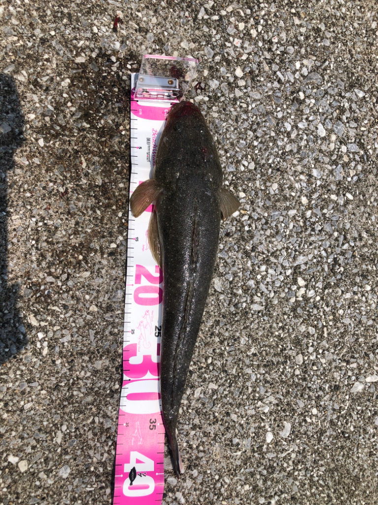 久しぶりのマゴチ