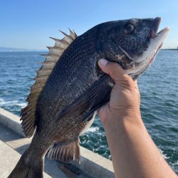 波止フカセで年無しチヌ狙い。