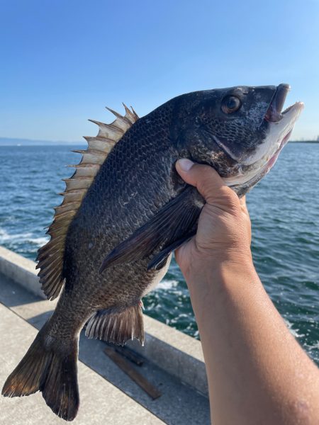波止フカセで年無しチヌ狙い。