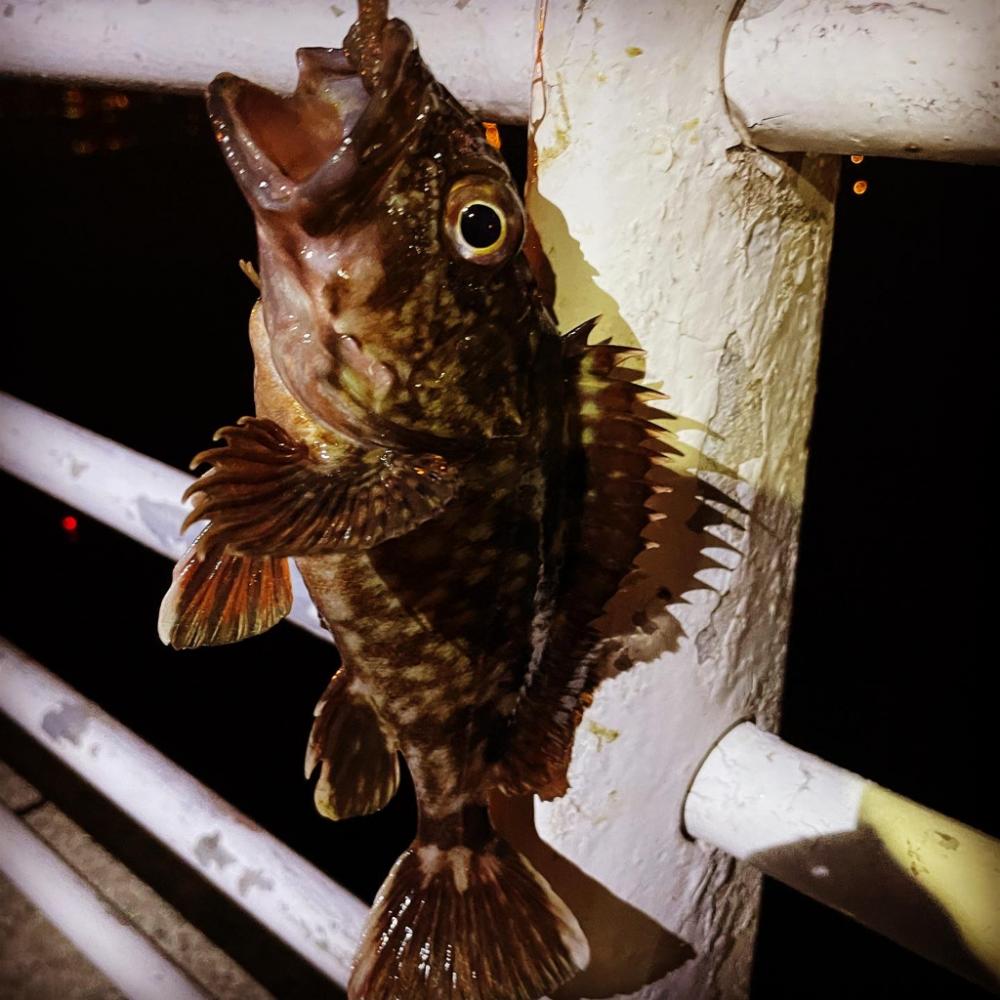 久しぶりに魚が釣れました