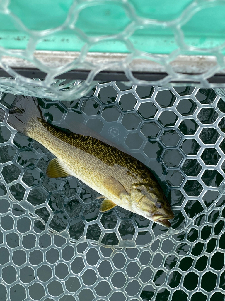 野尻湖のスモールマウスバス
