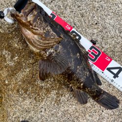 初の東北遠征でモンスターゲット！