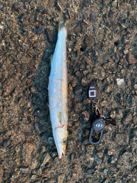 本命は釣れず😂