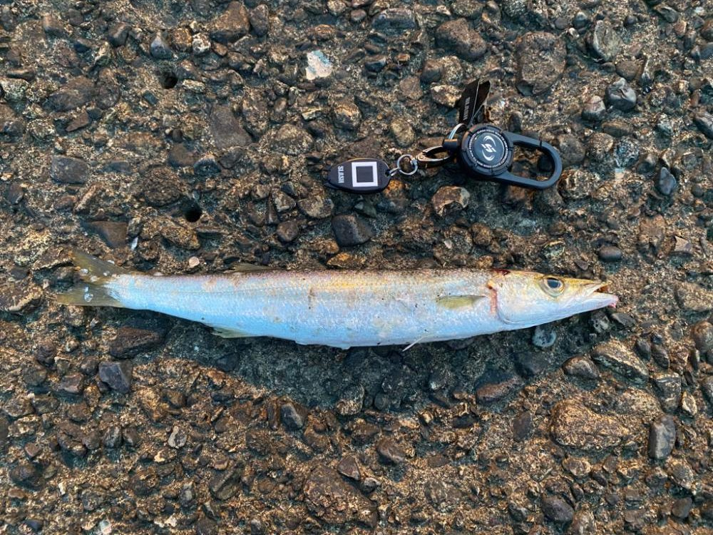 本命は釣れず😂