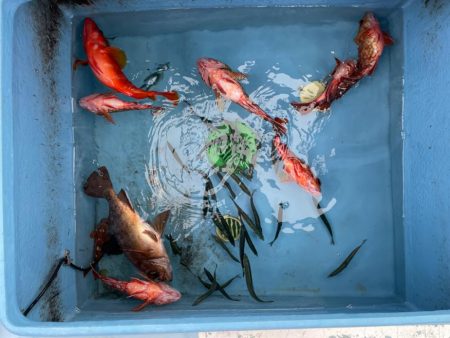 ロックフィッシュは安定