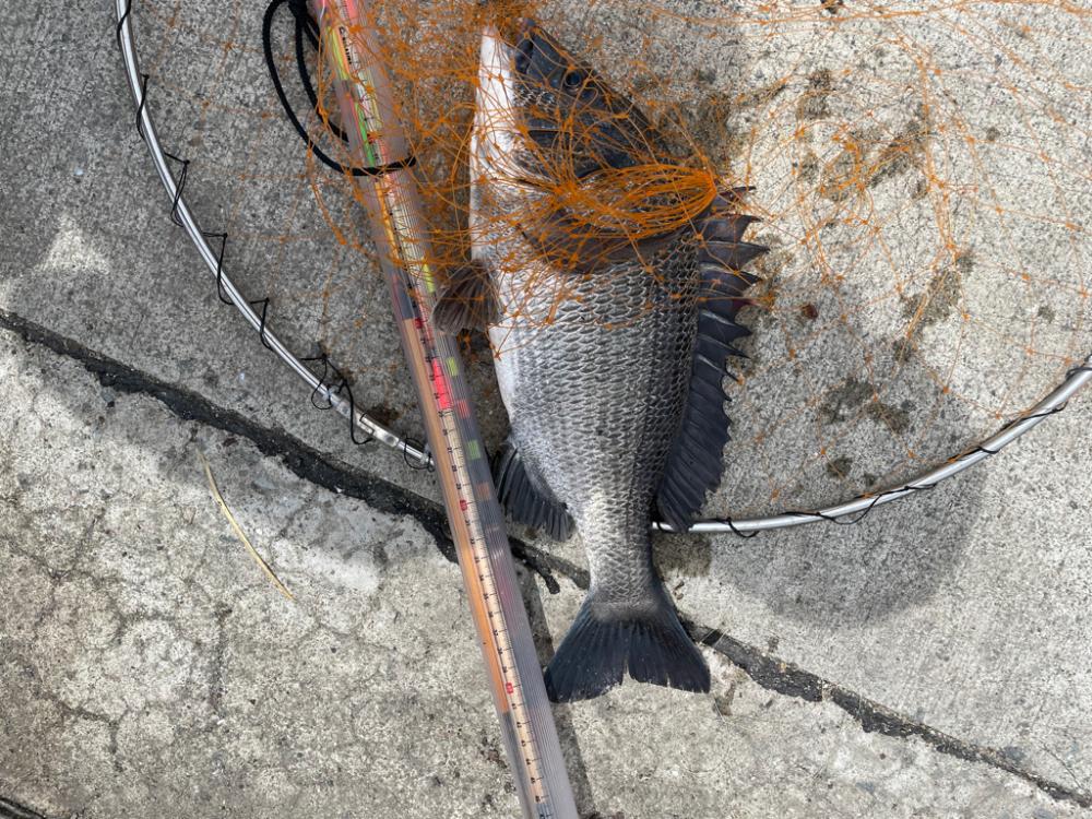 フカセで、チヌ とカンダイを釣る。