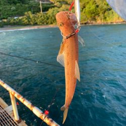 いろいろいつもの