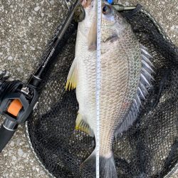 水温下がった日のチニング はムズイ