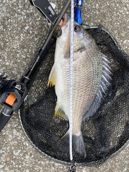 水温下がった日のチニング はムズイ