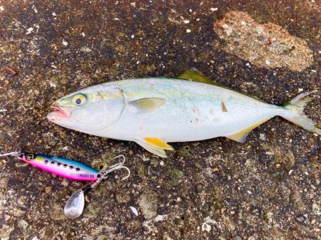 岸和田一文字にツバスの大群来襲にゃ！？