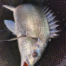 薄まってきたカフェオレチニング