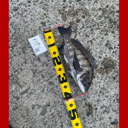 アタリが続く期待の中