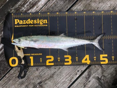 やっと釣果が出て…