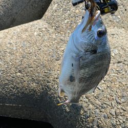 真夏のチニング