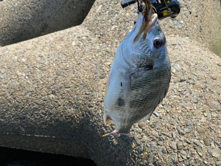 真夏のチニング