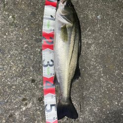 久しぶりにシーバスゲット