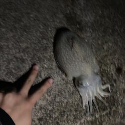 餌釣り&エギング！