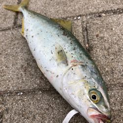 湾奥コスモにてツバス８匹。。