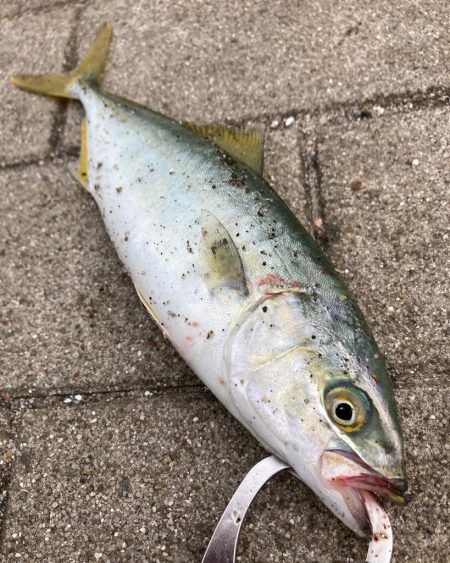 湾奥コスモにてツバス８匹。。