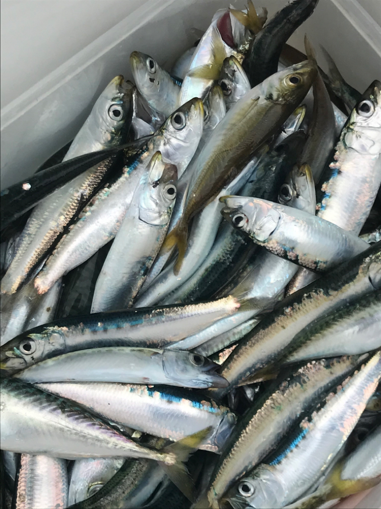 サビキ御三家２